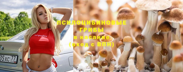 гидра Новозыбков